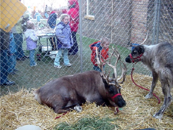 Toddler child and toddler reindeer are curious about each other.
